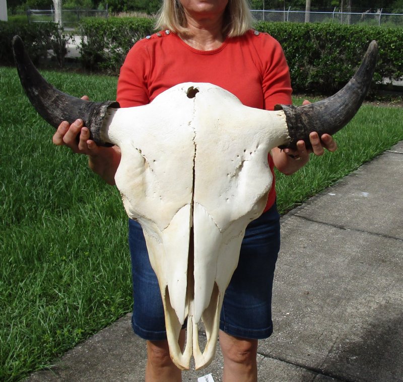 251/2 inches wide Large American Bison Skull for Sale, Buffalo Skull