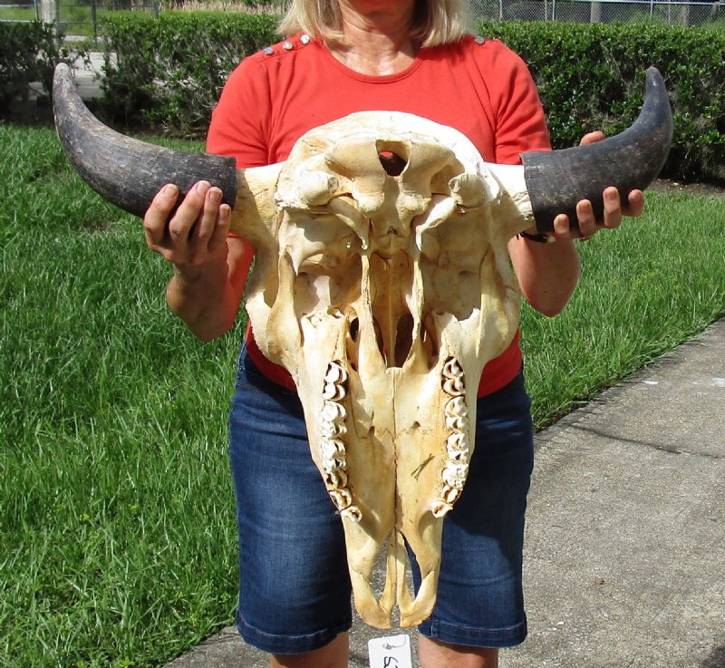 251/2 inches wide Large American Bison Skull for Sale, Buffalo Skull