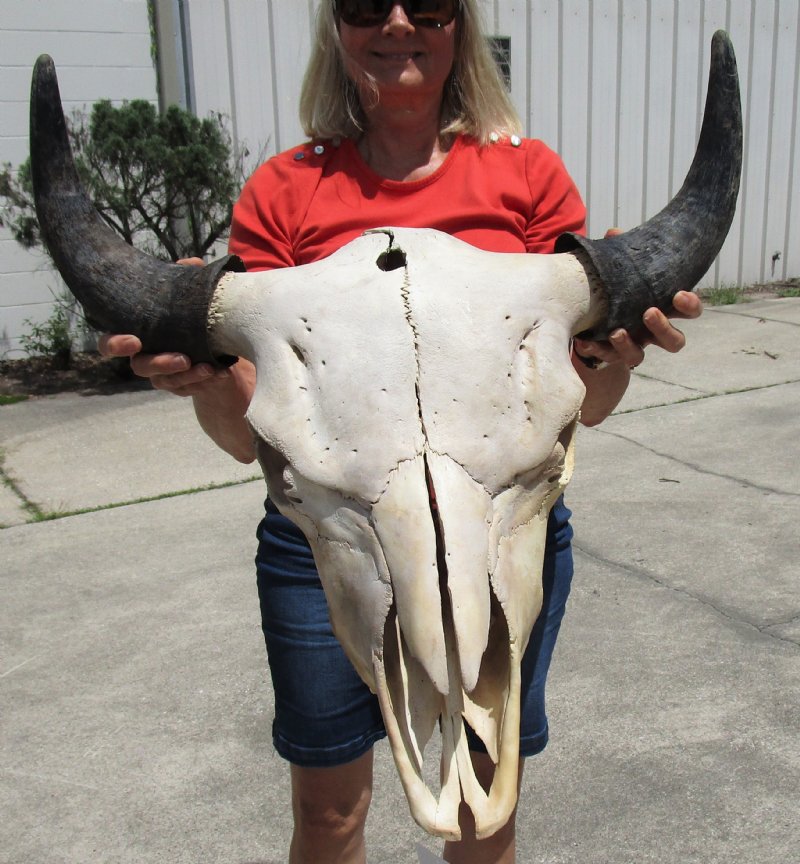 221/2 inches Discount American Bison Skull, Buffalo Skull for Sale