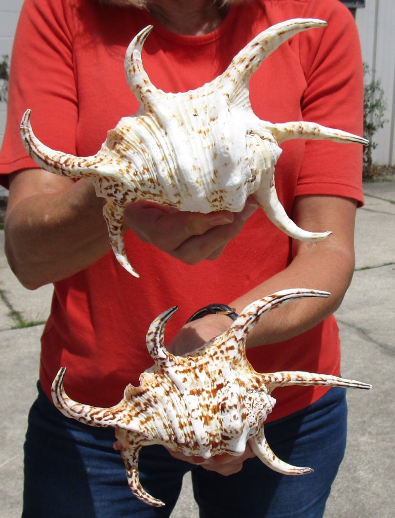 Two Large Beautiful Chiragra Spider Conch Shells for Sale,