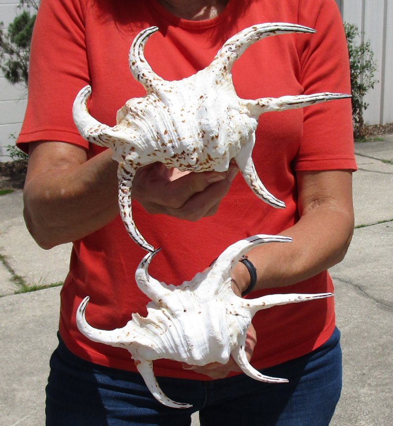 Two Large Beautiful Chiragra Spider Conch Shells for Sale,