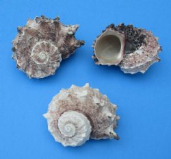 Delphinula Laciniata Shells in Bulk 1-1/4 to 2-1/2 inches - 20 kilos @ $2.65 a kilo
