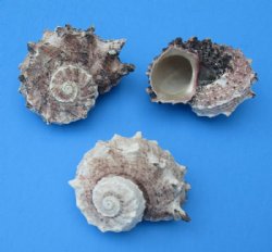 Bulk Pink Delphinula Laciniata Seashells (1.25"–2.5"), 44 lb Case - 20 kilos @ $2.70 a kilo