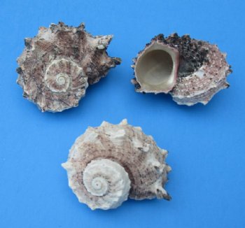 4.4 pound bag Small Delphinula Lacinata Seashells 1-1/4 to 2-1/2 inches - $6.00 a bag; 3 bags @ $5.60 a bag