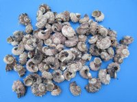 4.4 pound bag Small Delphinula Lacinata Seashells 1-1/4 to 2-1/2 inches - $6.00 a bag; 3 bags @ $5.60 a bag