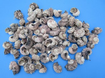 Tiny Nassa Pussata Snail Shells in Bulk with Nerite Snail - Case: 20 kilos @ $2.25 a kilo