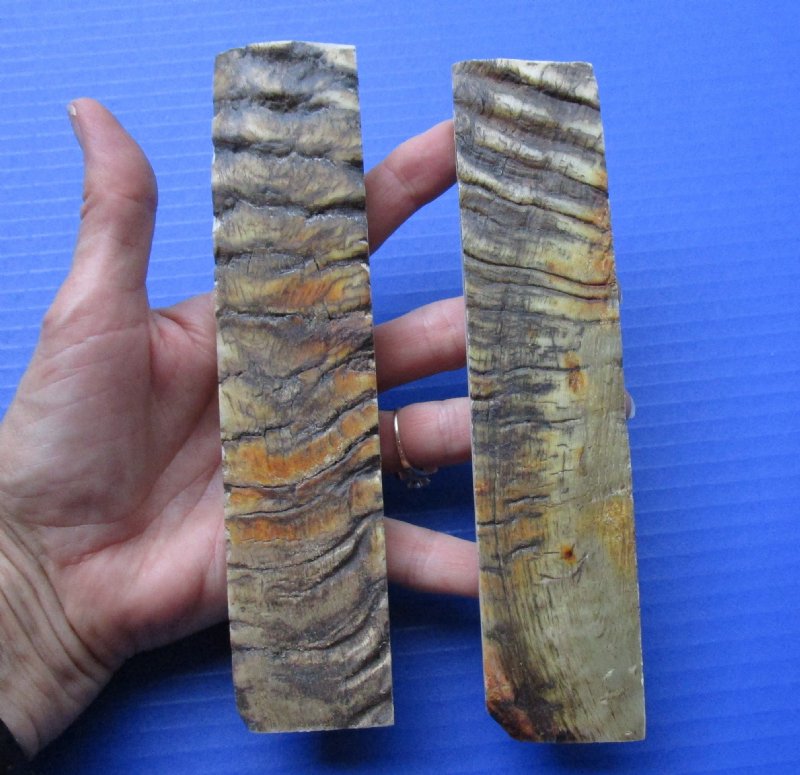 7 by 11/2 by 1/4 inches Pair of Sheep Horn Knife Scales for Sale