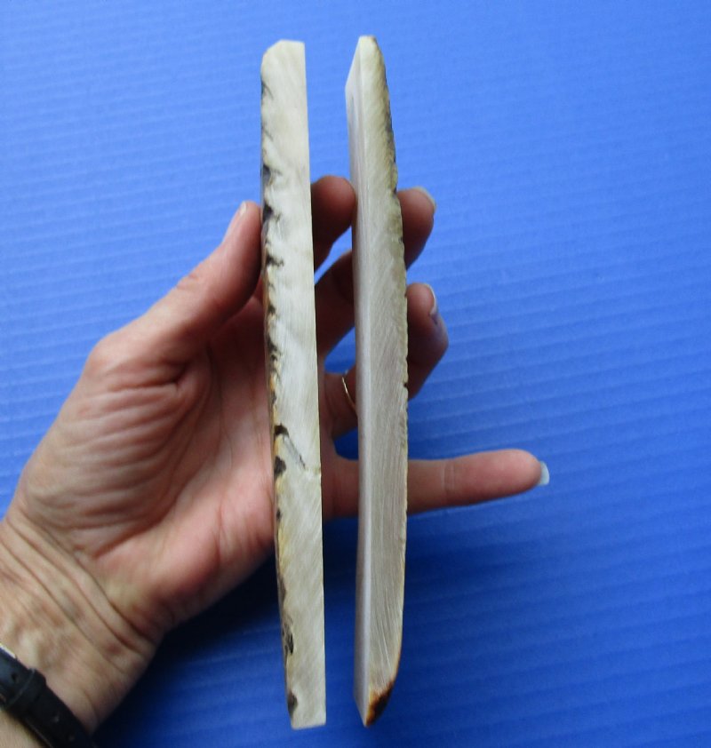 7 by 11/2 by 1/4 inches Pair of Sheep Horn Knife Scales for Sale