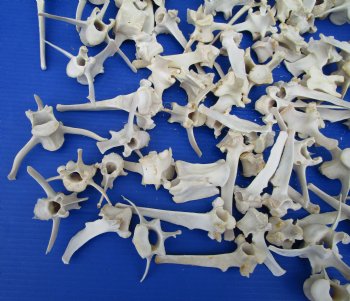 100 Large Deer Vertebrae Bones 2 to 6 inches for $1.00 each