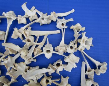 100 Large Deer Vertebrae Bones 2 to 6 inches for $1.00 each