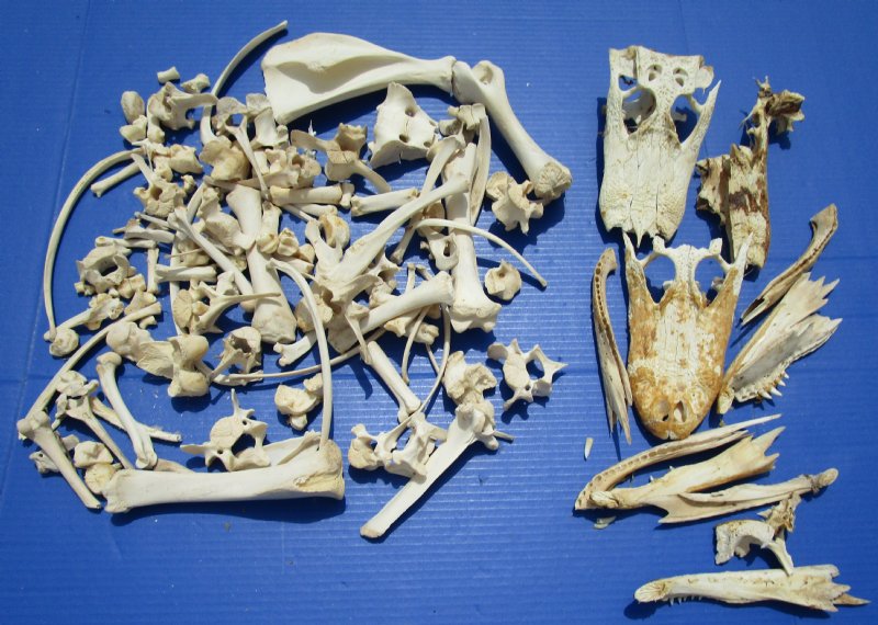 4 Pound Box Of Assorted Wild Boar Bones And Florida Alligator Top Skull Bones