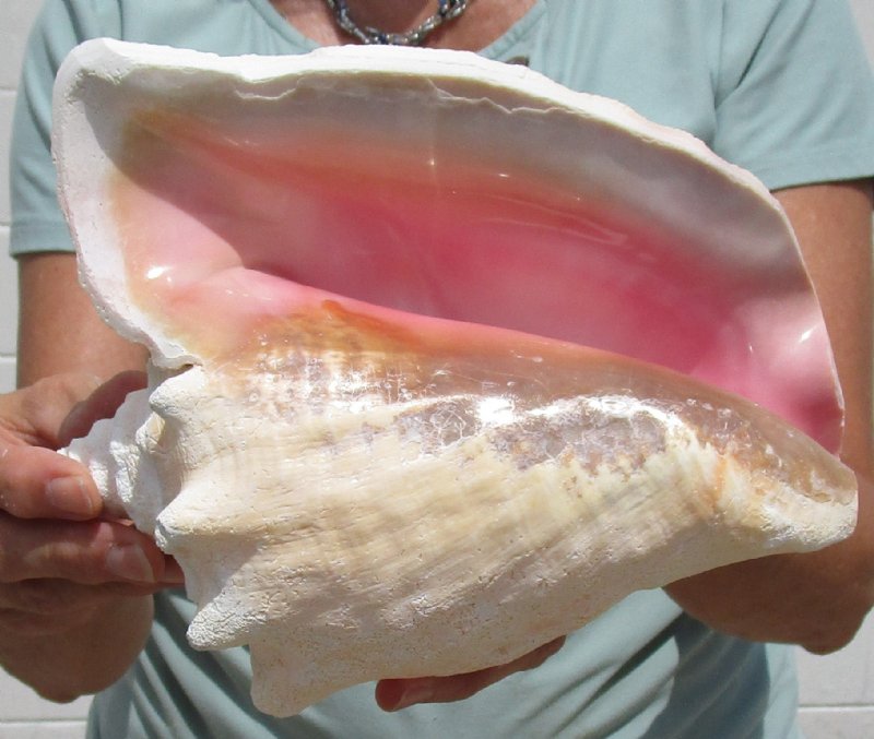8 by 7 inches Authentic Pink Conch Shell for Sale