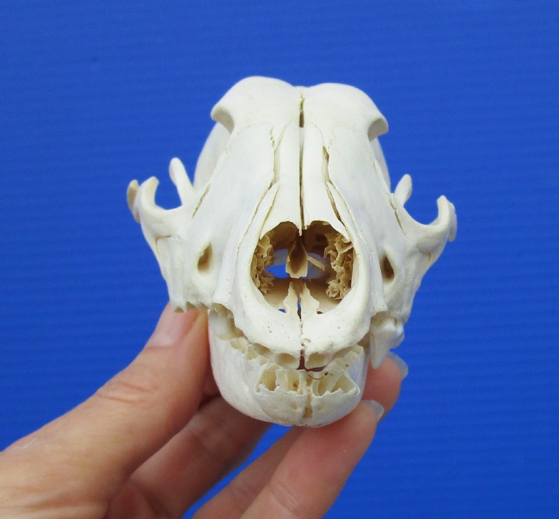 6 by 3 inches Discount African Black-Backed Jackal Skull for Sale