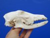 6 by 3-1/4 inches Discount Authentic African Black-Backed Jackal Skull for Sale (missing lots of teeth) - You are buying this one for $43.99