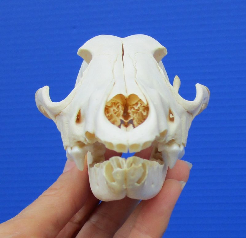 6 by 3-1/4 inches Discount Authentic African Black-Backed Jackal Skull