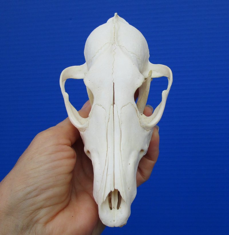 6 by 3-1/4 inches Discount Authentic African Black-Backed Jackal Skull