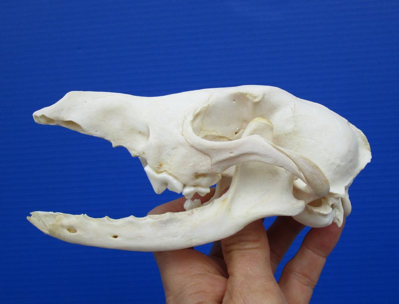 6 by 3-1/4 inches Discount Authentic African Black-Backed Jackal Skull