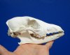 6-1/4 by 3-1/8 inches Cheap Authentic African Black-Backed Jackal Skull for Sale (missing lots of teeth) - You are buying this one for $43.99