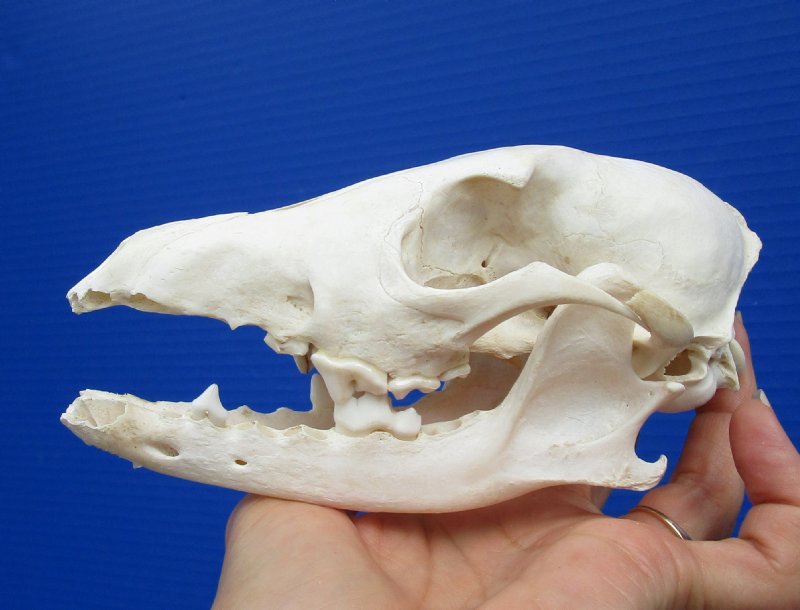 6-1/4 by 3-1/8 inches Cheap Authentic African Black-Backed Jackal Skull