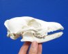6-1/4 by 3-1/4 inches Bargain Priced Real African Black-Backed Jackal Skull for Sale (missing lots of teeth) - You are buying this one for $43.99