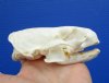 4-1/4 by 2-7/8 inches Discount American River Otter Skull for Sale (missing all its teeth) - You are buying this one for <font color=red> $29.99</font> Plus $7.00 1st Class Postage