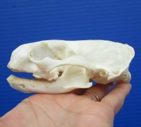 4-1/4 by 2-7/8 inches Discount American River Otter Skull (missing all its teeth) for $29.99