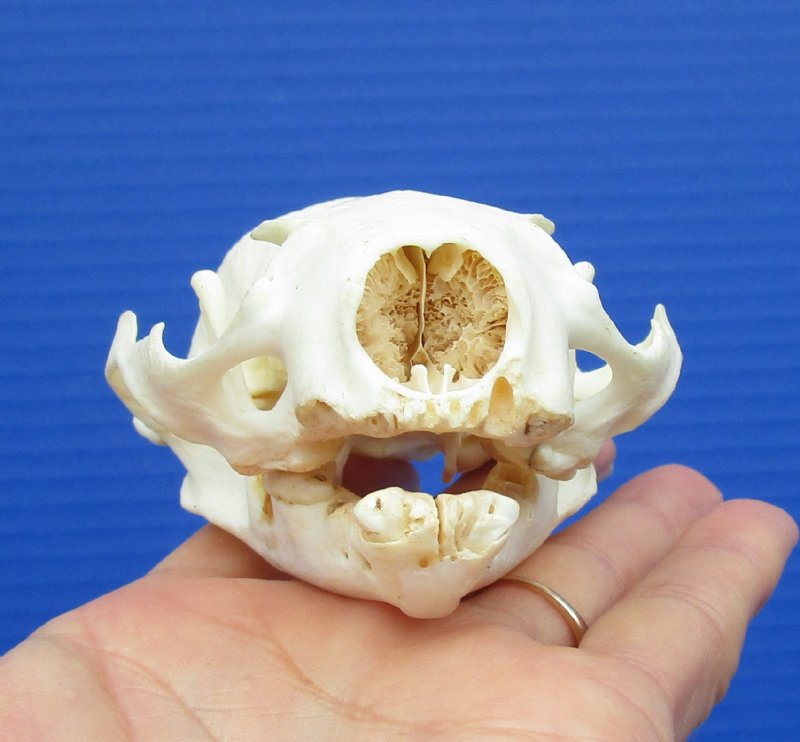 4-1/4 by 2-7/8 inches Discount American River Otter Skull for Sale