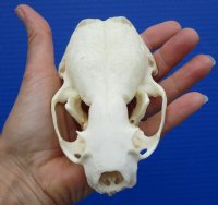 4-1/4 by 2-7/8 inches Discount American River Otter Skull (missing all its teeth) for $29.99