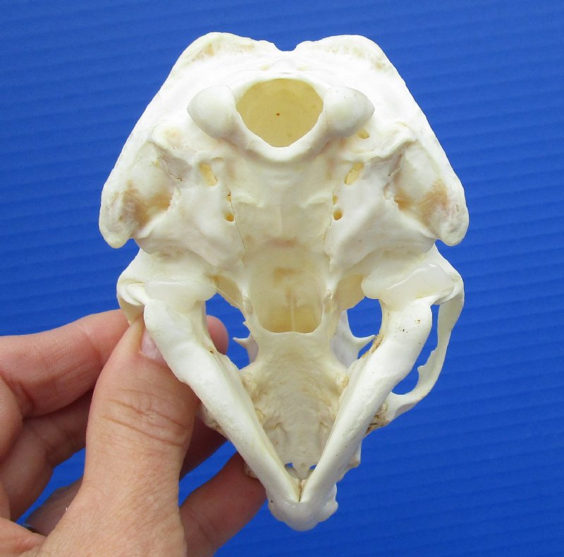 4-1/4 by 2-7/8 inches Discount American River Otter Skull for Sale