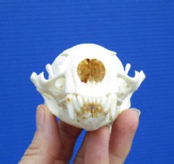 4-1/8 inches Discount River Otter Skull with a Small Hole in the Top of the Skull for $31.99