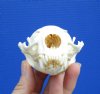 4-1/8 inches Discount River Otter Skull for Sale  with a Small Hole in the Top of the Skull - You are buying this one for<font color=red>$31.99</font> Plus $8.50 1st Class Mail
