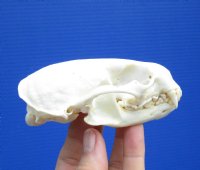 4-1/8 inches Discount River Otter Skull with a Small Hole in the Top of the Skull for $31.99