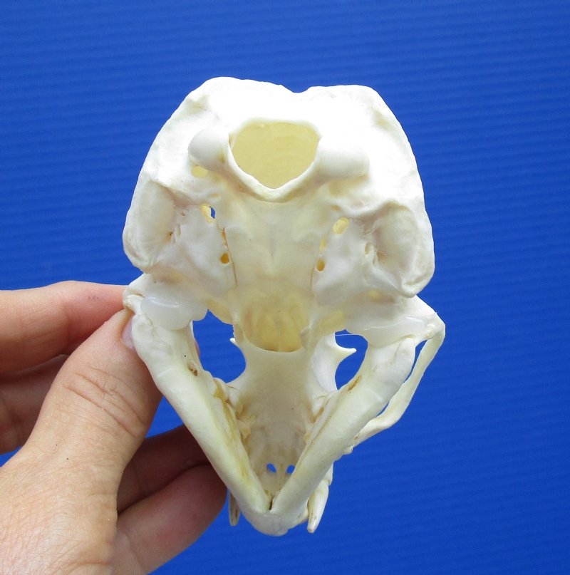 4-/8 by 2-3/4 inches Discount River Otter Skull for Sale with a Small Hole