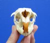 3-1/2 by 2-1/4 inches Bargain Priced North American Porcupine Skull for sale (both eye socket bones are broken) - You are buying this one for <font color=red>$29.99</font> Plus $6.50 1st Class Mail