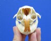 3-1/2 by 2-3/8 inches Bargain Priced North American Porcupine Skull for Sale (both eye socket bones are damaged)- You are buying this one for <font color=red>$29.99</font> Plus $7.50 1st Class Mail
