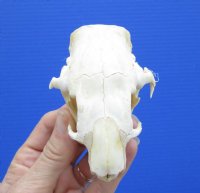 3-1/2 by 2-3/8 inches Bargain Priced North American Porcupine Skull (damaged eye sockets) for $29.99