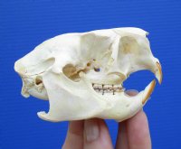3-1/2 by 2-3/8 inches Bargain Priced North American Porcupine Skull (damaged eye sockets) for $29.99