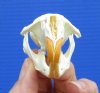 2-7/8 by 1-1/2 inches Real American Muskrat Skull - Buy this one for <font color=red>$19.99</font> Plus $6.50 1st Class Mail