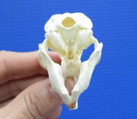 2-7/8 by 1-1/2 inches Real American Muskrat Skull for $19.99