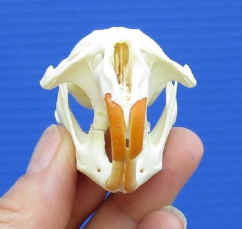 2-1/2 by 1-1/2 inches Authentic Muskrat Skull for Sale for $19.99