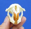 2-1/2 by 1-1/2 inches Authentic Muskrat Skull for Sale - Buy this one for <font color=red> $19.99</font> Plus $6.50 1st Class Mail