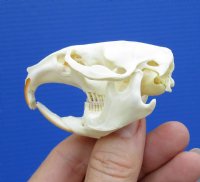 2-1/2 by 1-1/2 inches Authentic Muskrat Skull for Sale for $19.99