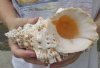 8 inches Giant Frog Shell for Sale, Bursa bubo - you are buying the one pictured for $11.99