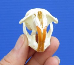 2-1/4 by 1-1/4 inches Real American Muskrat Skull for Sale for $19.99