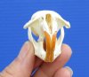 2-1/4 by 1-1/4 inches Real American Muskrat Skull for Sale - You are buying this one for <font color=red>$19.99</font> Plus $6.50 1st Class Mail