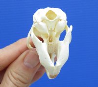 2-1/4 by 1-1/4 inches Real American Muskrat Skull for Sale for $19.99