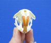 2-3/8 by 1-3/8 inches Genuine American Muskrat Skull for Sale - You are buying this one for <font color=red>$19.99</font> Plus $6.50 1st Class Mail