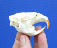 2-3/8 by 1-3/8 inches Genuine American Muskrat Skull for Sale for $19.99