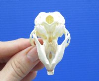 2-3/8 by 1-3/8 inches Genuine American Muskrat Skull for Sale for $19.99