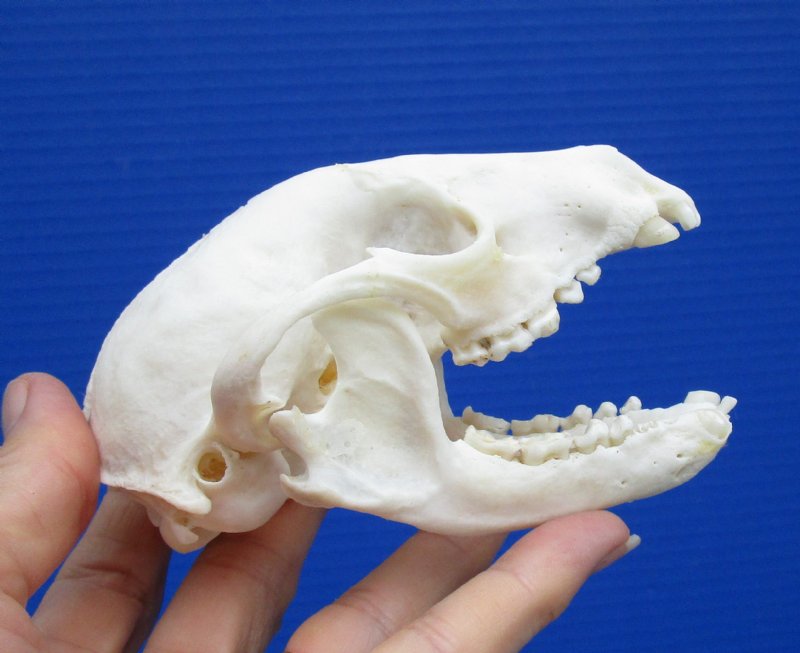 4-1/2 by 3 inches Discount American Raccoon Skull for Sale